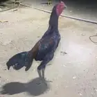 ديك برازيلي