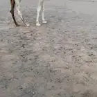قعود قصب