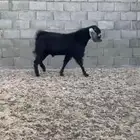 تيس