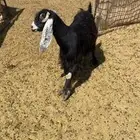 معزه للبيع