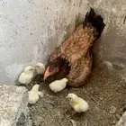 طقم دجاج باكستاني فاخر