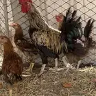 دجاج بلدي