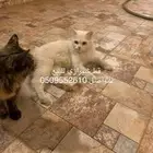 قط شيرازي