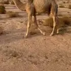 قعود على حليب امه