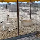 غنم ولد