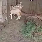 تم البيع