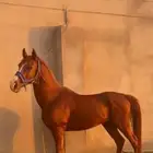 حصان شعبي للبيع