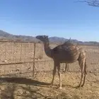قعود للبيع