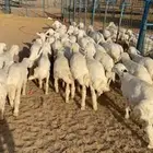 رخال مقاني تم البيع اضغط متابعه يصلك كل جديد