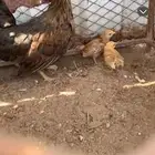 دجاجه عليها فرخين كفو