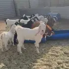 تيوس وجفار طيبه ونظيفه