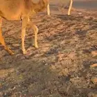 قعود للبيع لموقع العشاش