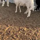 طلي حري جبر ضهره مغلق شحم