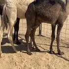 حشو