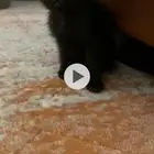 قطه لتبني قطط لتبني
