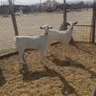 جفار بيشيات