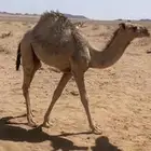 للبيع قعود طيب عمره 5 شهور