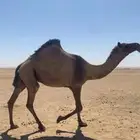 صفرا لقحه
