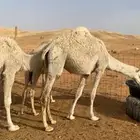 حاشي قعود