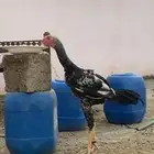 ديك شاموه الماني