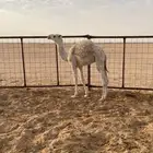 قعود