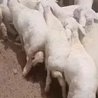 بهم حري فاخر طيب