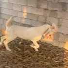 تيس بكستاني