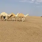 للبيع بكار وضح رمانيات