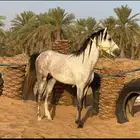 خيل شعبي للبيع حصان  (مسيوم)