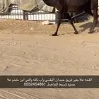 القحه