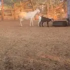 عنز بيشيه والد