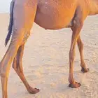 للبيع بكرة حقة