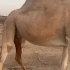 ناقه لقحى تلد شهر8