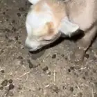 ماعز قزمي بيور
