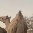 قعود للبيع