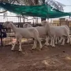 شياه نجد عيس