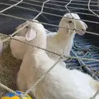 رخال للبيع