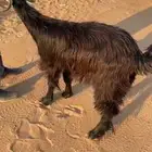 تيس عارضي مخصي