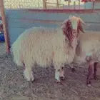 ذبايح هرافي حريات ونعيم