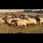 غنم نعيم دفيع