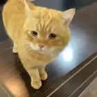 قط تبني مستعجل اليف