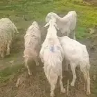 5 شياه حريه للبيع