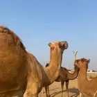 بعير ثني كفو وهادي جدا