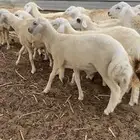 طليان ورخال ذبايح
