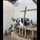 حمام مشكل جميع الالوان