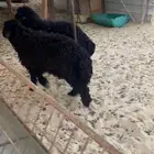خرفان جذعان فل.