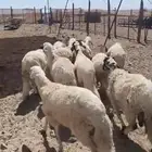 سواكنيات مرابي الطايف على برسيم وشعير مشروط