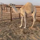 قعود للبيع