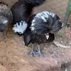 دجاج بولش انتاج خوارخ