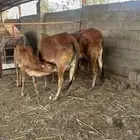 بقر